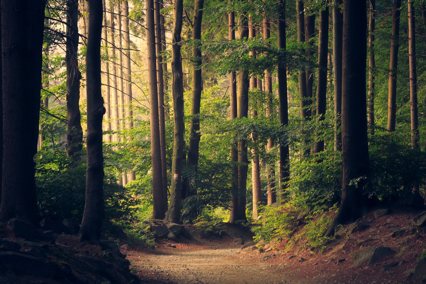 Grønn skog