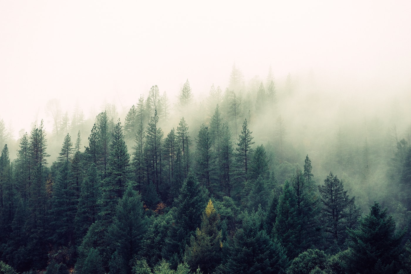Skog i dis