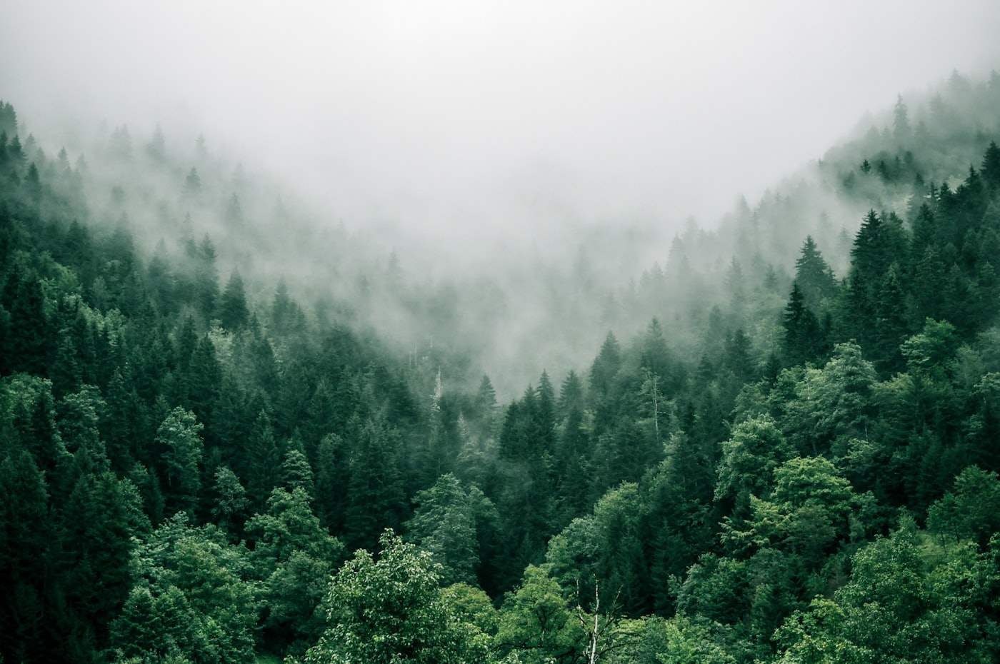 Skog og fjell