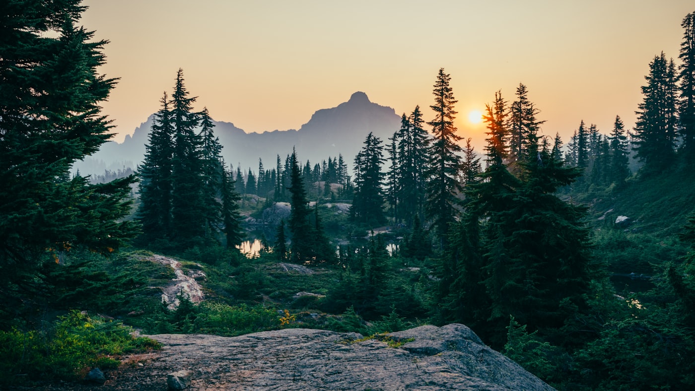 Skog i sol