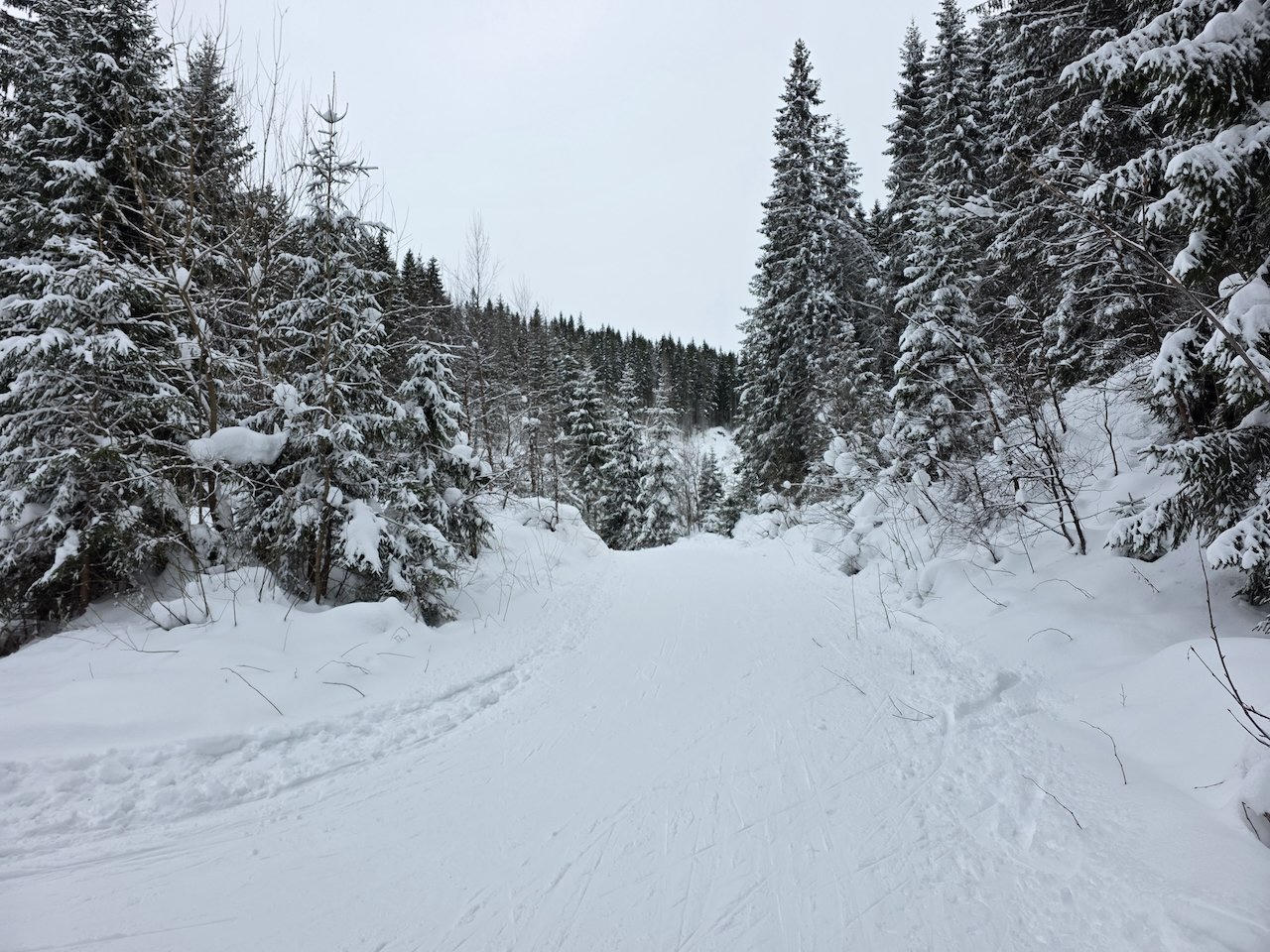 Preparert langrennsløype i snøskog